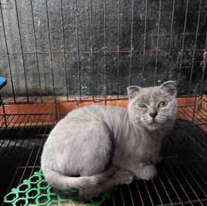 Scottish Fold