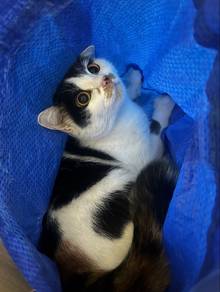 Female Calico to Rehome