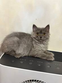 BLH mixed kitten