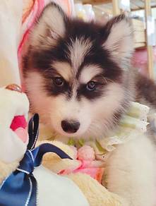 Husky