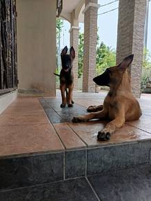 Purebreed Malinois Belgian shepherd 