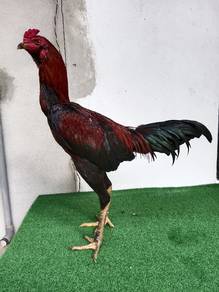 Pama Jalan