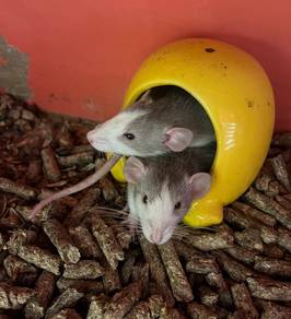 Dumbo Rat Untuk Dijual !!
