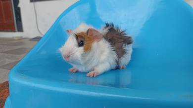 guinea pig / arbok