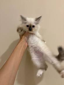 Siamese Fuffy