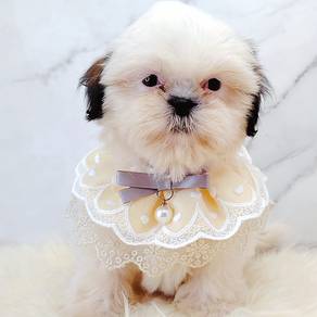 Shih Tzu