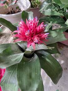 plants for sale