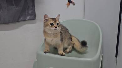 BLH British Long Hair Kitten Kucing