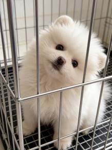 Pomeranian