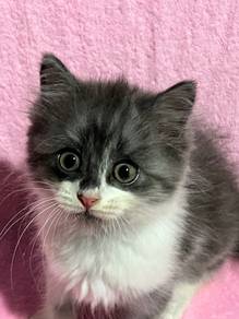 DLH mix | Handsome & Clingy Boy Kitten