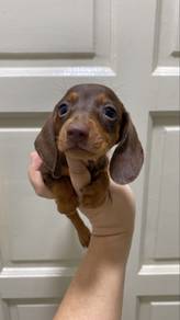 Pure breed miniature dachshund