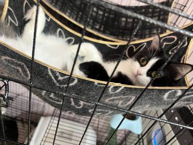 kucing untuk di rehome