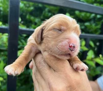 ENGLISH COCKER SPANIEL PUPPIES C150🌻 Male