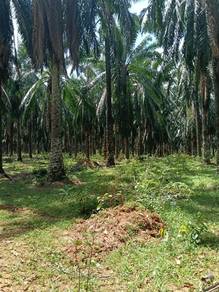 Mixed Development Land in Sungai Petani, KDH