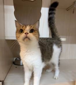 (Spay)(BETINA/ Female)BSH GOLDEN WHITE