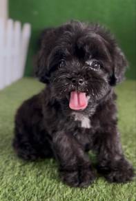 black shipoo