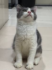 kucing domestic long hair