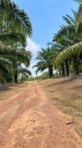 Agricultural Land in Sungai Udang, MLK