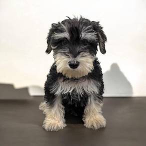 Miniature schnauzer Mka certificate microchip