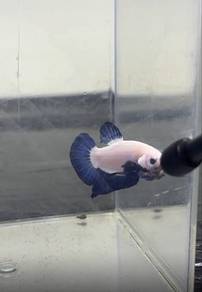sell betta🐟