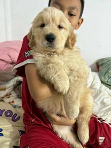 Golden retriever puppies 