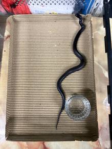 MBK snake