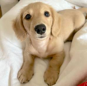 T3705 Teddy-like Dachsund Cute Hot Dog Puppy Dog