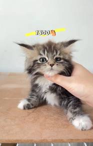 Maincoon mix