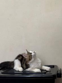 Pure Maine Coon