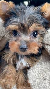 Fuzzy Silkese Long Hair Small Puppy Puppy