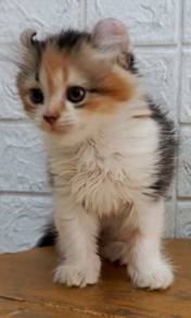 kucing american curl