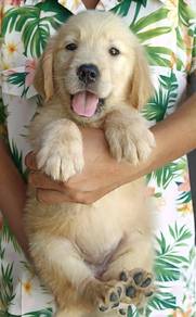 Golden Rettiver,,,,