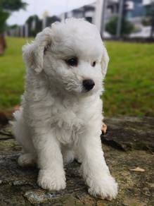 poodle 