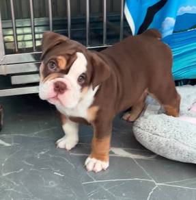 ENGLISH BULLDOG PUPPIES VIP30 🐻 BullDog Male