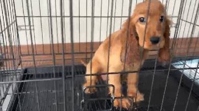 American cocker spaniel 