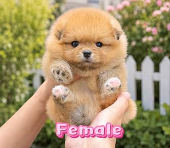 Pomeranian Bear Face Tiny Female Puppy