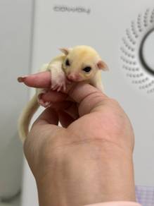 Lue Sugar Glider Male （Jinak）