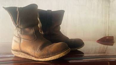 red wings irish setter