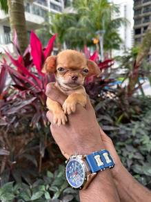 Tea cup chihuahua MM