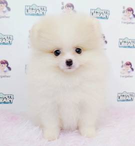 Pomeranian