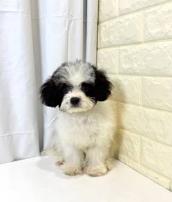 J0331 Shihpoo Teddy Bear Baby Puppy