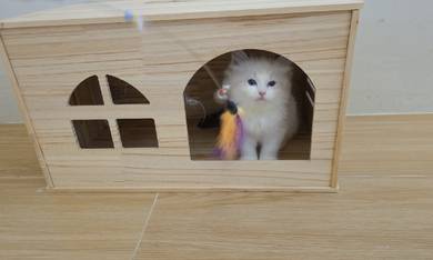 ragdoll