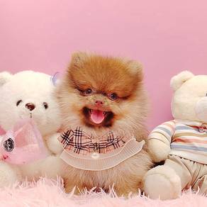 Pomeranian