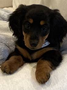 hhhh_BH9933 Mini Dachshund long haired puppies