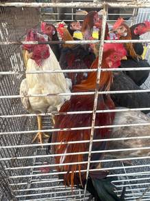 Ayam Kampung