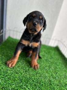 Rottweiler available4