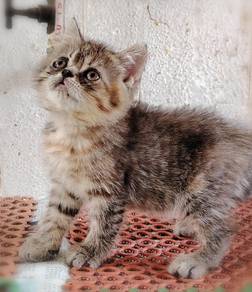 British Shorthair Kitten