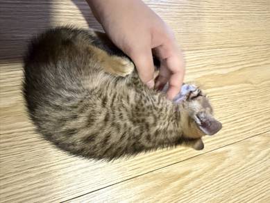 bengal kitten