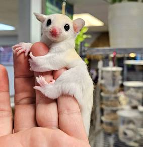 sugar glider putih