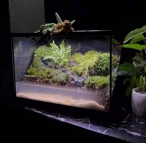 3 fullset paludarium ready stock